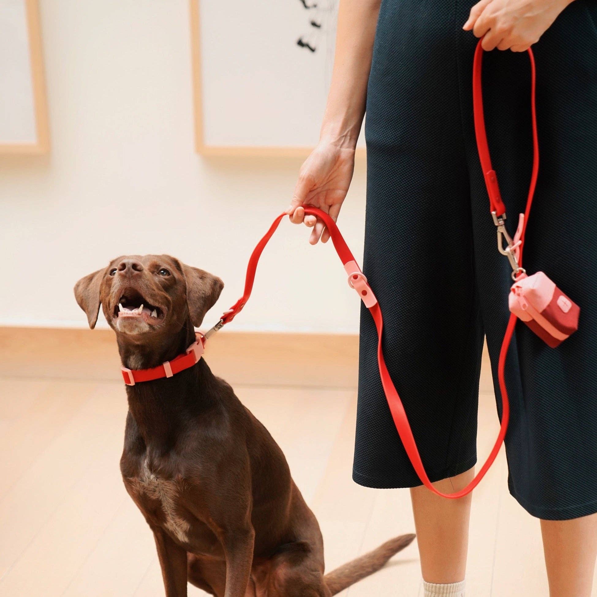 The Fritz Collar : Orange Mango - Image 15