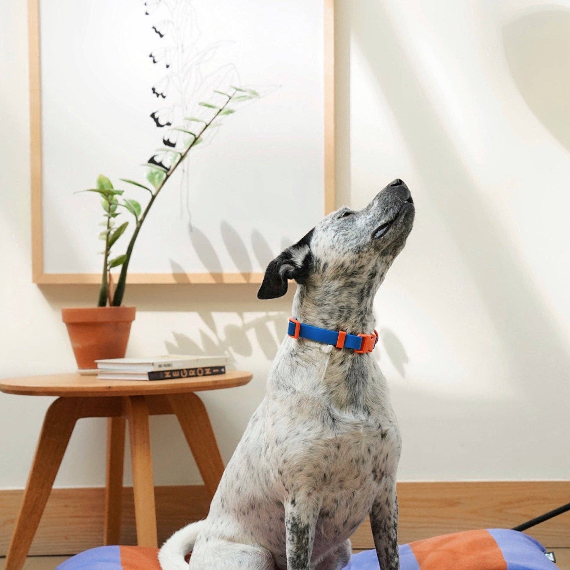 The Fritz Collar : Orange Mango - Image 16