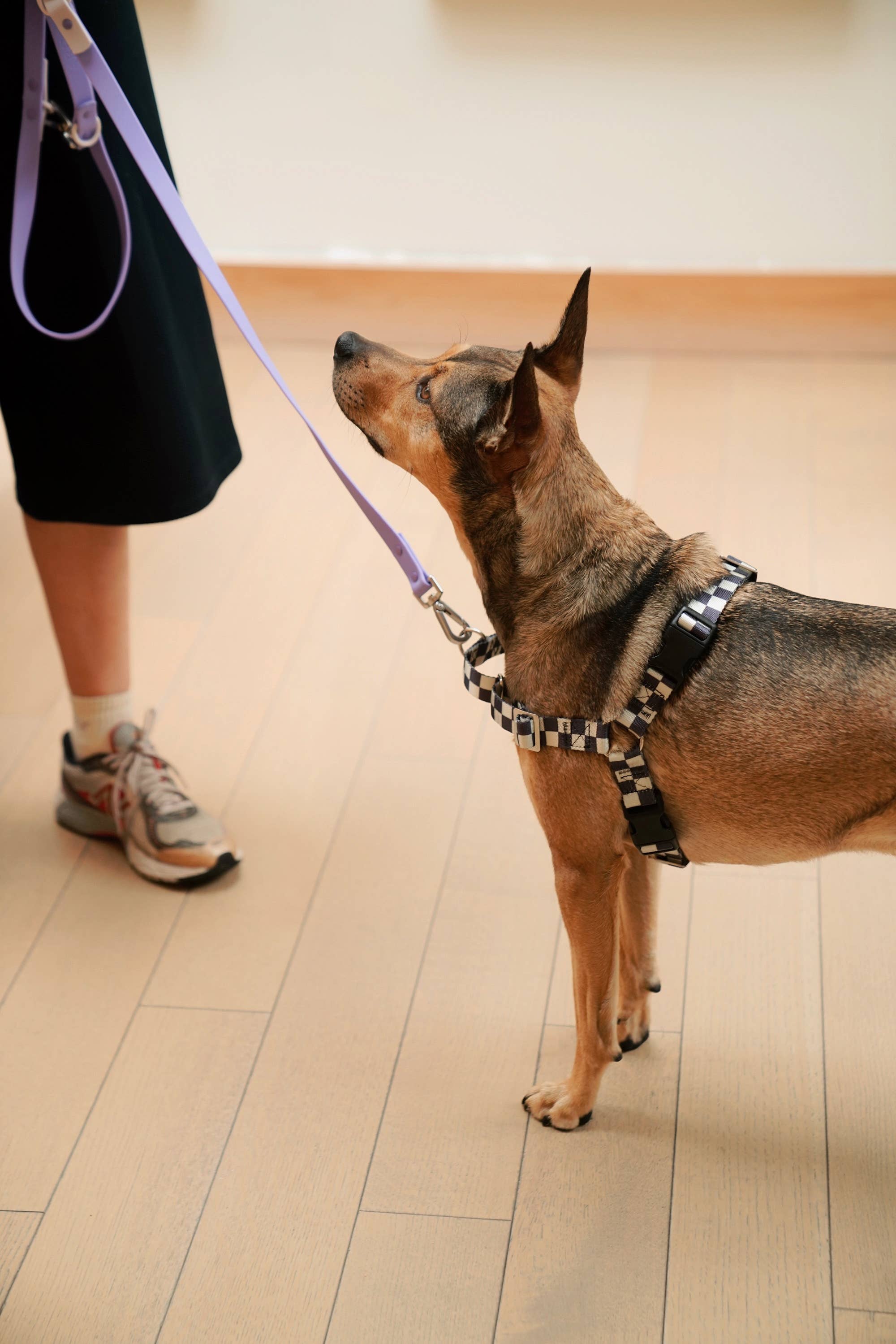The Fritz Dog Harness | Adjustable, No-Pull & Reversible: Black Creamy / Extra Large - Image 10