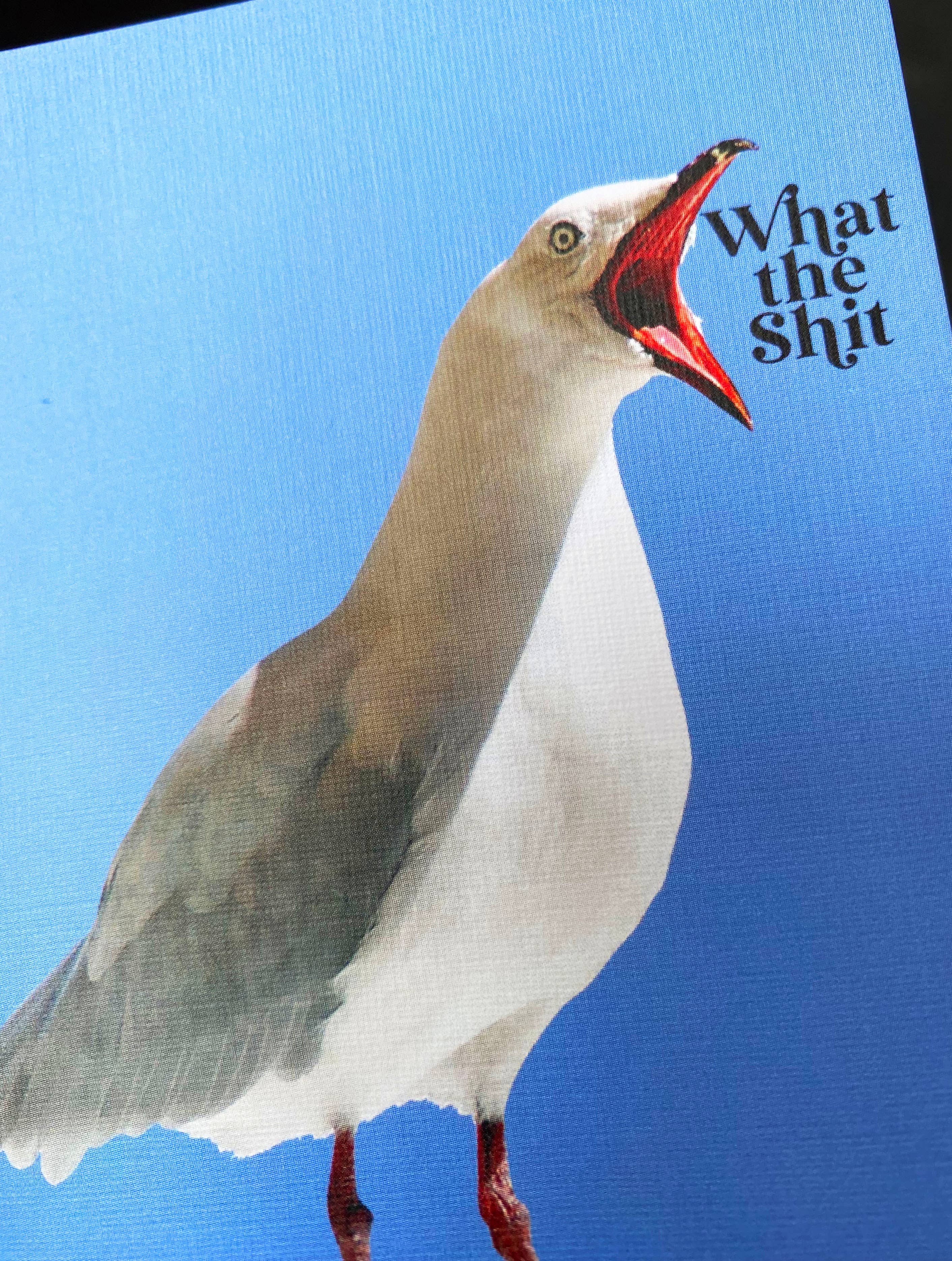 What the Shit Funny Seagull Card - Sympathy Birthday - Image 3